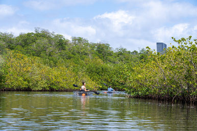 Natural Beauty Insta-Worthy Clear Kayak Tour Through the Mangroves image 5