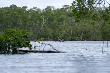 Natural Beauty Insta-Worthy Clear Kayak Tour Through the Mangroves image 9