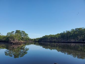 Natural Beauty Insta-Worthy Clear Kayak Tour Through the Mangroves image 6