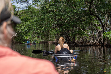 Natural Beauty Insta-Worthy Clear Kayak Tour Through the Mangroves image 4