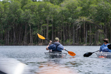 Natural Beauty Insta-Worthy Clear Kayak Tour Through the Mangroves image 2