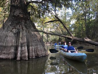 Honey Island Swamp Kayak Tour image