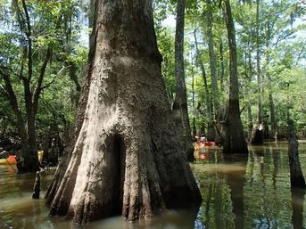 Honey Island Swamp Kayak Tour image 2