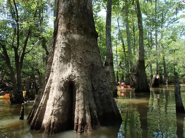Honey Island Swamp Kayak Tour image 2