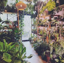 Austin Plant Party Experience in a Lush Green Plant Shop image 18