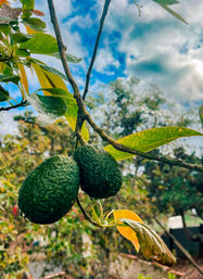 Forage & Feast: Avocado Adventure image 4