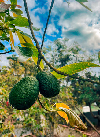 Forage & Feast: Avocado Adventure image 4
