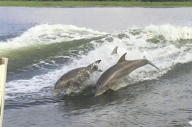 Grayline Tours of Savannah: Ghost Hunts, Hysterical History, Trolley Tours & Dolphin Tours of Tybee Island image 3