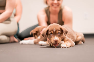 Yoga with Rescue Puppy Doggos at Movement Lounge: Licensed Yoga Class with Mats, Photo Sessions, and Showers image 2