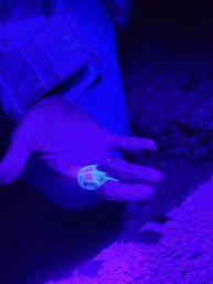 Bioluminescent Kayak Tour on the Indian River Lagoon: Just an Hour from Orlando image 4