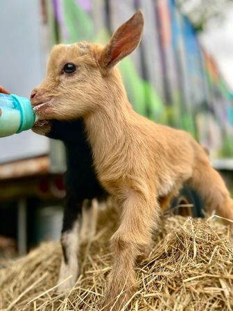 Goat Yoga in New Orleans - Paradigm Gardens Experience image 4