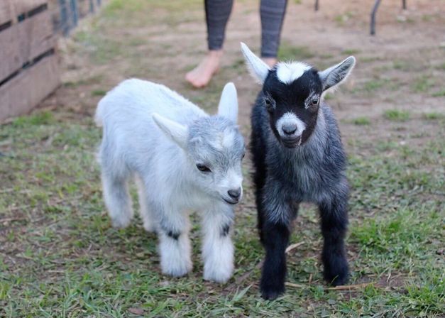 Goat Yoga in New Orleans - Paradigm Gardens Experience image 7
