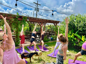 Goat Yoga in New Orleans - Paradigm Gardens Experience image 10