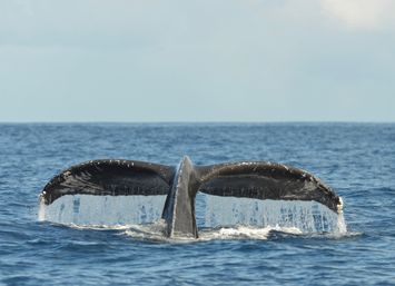 Humpback Whale Watching Adventure Waikiki image