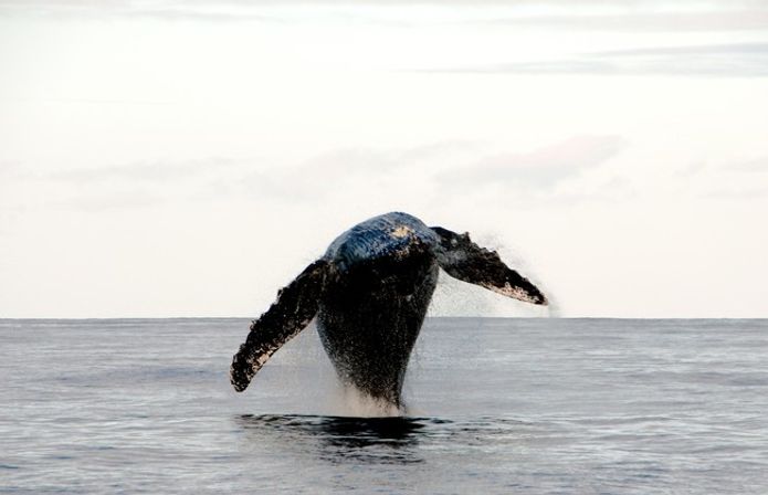 Humpback Whale Watching Adventure Waikiki image 10