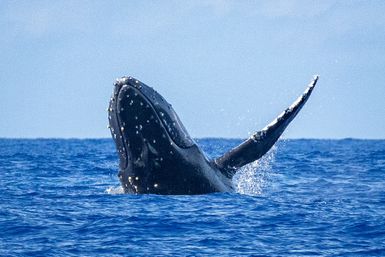 Humpback Whale Watching Adventure Waikiki image 4