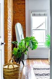 Urban Jungle: Rare Plant-Filled Designer Retreat in Columbus image 21