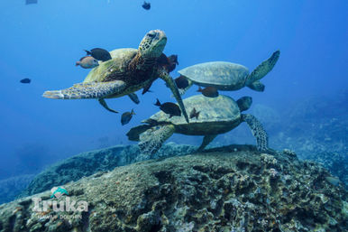 Swim with Wild Dolphins & Reef Snorkel Oahu: Includes 21ft Waterslide + Lunch! image 22