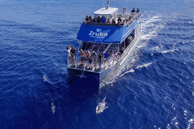 Swim with Wild Dolphins & Reef Snorkel Oahu: Includes 21ft Waterslide + Lunch! image 12