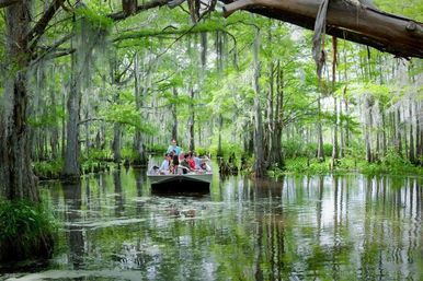 Louisiana Swamp Tours: Explore the Beauty of the Bayous in Gator Country on an Airboat Tour image
