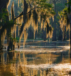 Louisiana Swamp Tours: Explore the Beauty of the Bayous in Gator Country on an Airboat Tour image 9