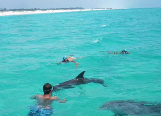 Snorkelers in crystal-clear turquoise water swimming alongside playful dolphins with a white sandy beach on the horizon