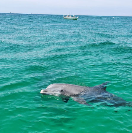 Bottlenose dolphin surfacing in clear turquoise ocean water with a small fishing boat on the distant horizon
