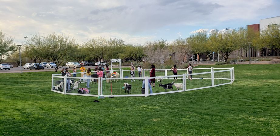 Arizona Goat Yoga: The Original Home of Goat Yoga image 27