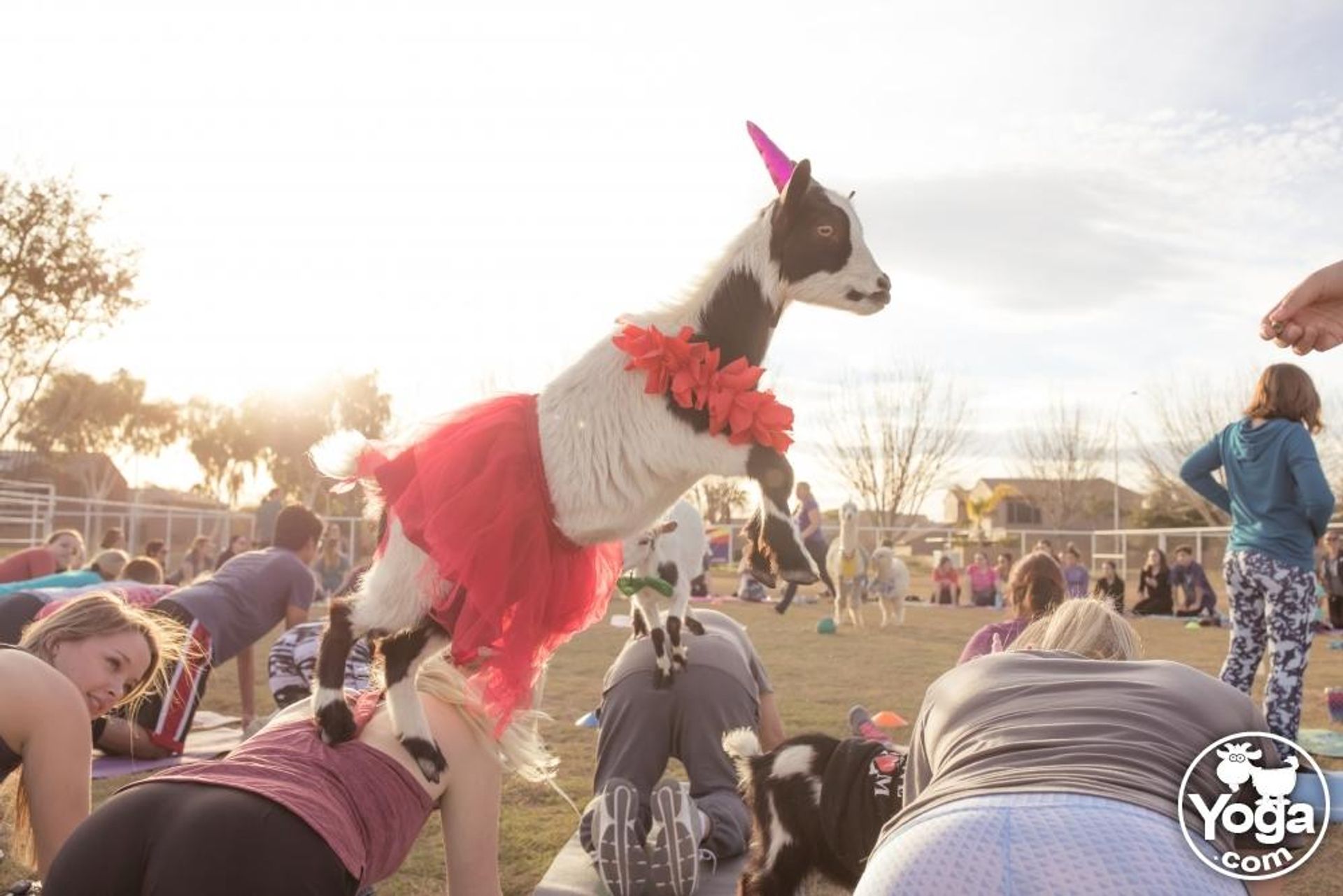 Arizona Goat Yoga: The Original Home of Goat Yoga image 2