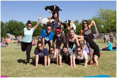 Arizona Goat Yoga: The Original Home of Goat Yoga image 15