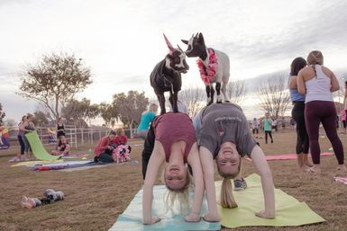 Arizona Goat Yoga: The Original Home of Goat Yoga image 12