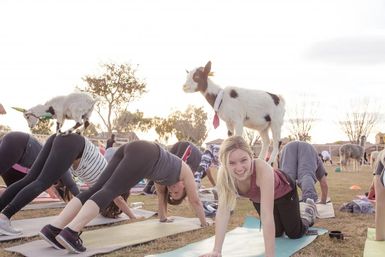 Arizona Goat Yoga: The Original Home of Goat Yoga image 6