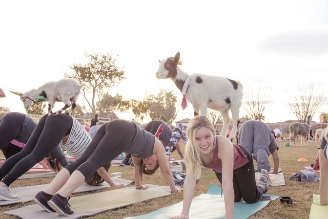 Arizona Goat Yoga: The Original Home of Goat Yoga image 6