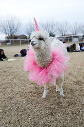 Arizona Goat Yoga: The Original Home of Goat Yoga image 39