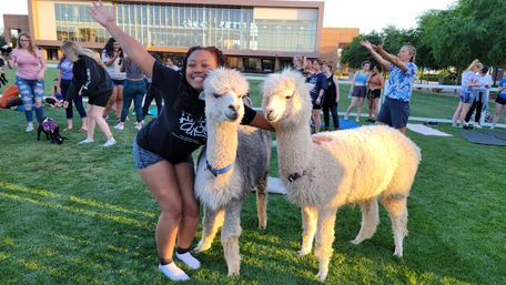 Arizona Goat Yoga: The Original Home of Goat Yoga image 24