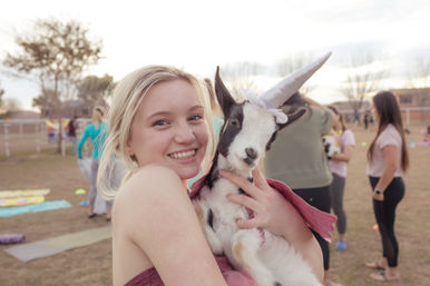 Arizona Goat Yoga: The Original Home of Goat Yoga image 42