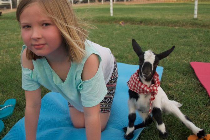 Arizona Goat Yoga: The Original Home of Goat Yoga image 31