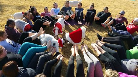 Arizona Goat Yoga: The Original Home of Goat Yoga image 29