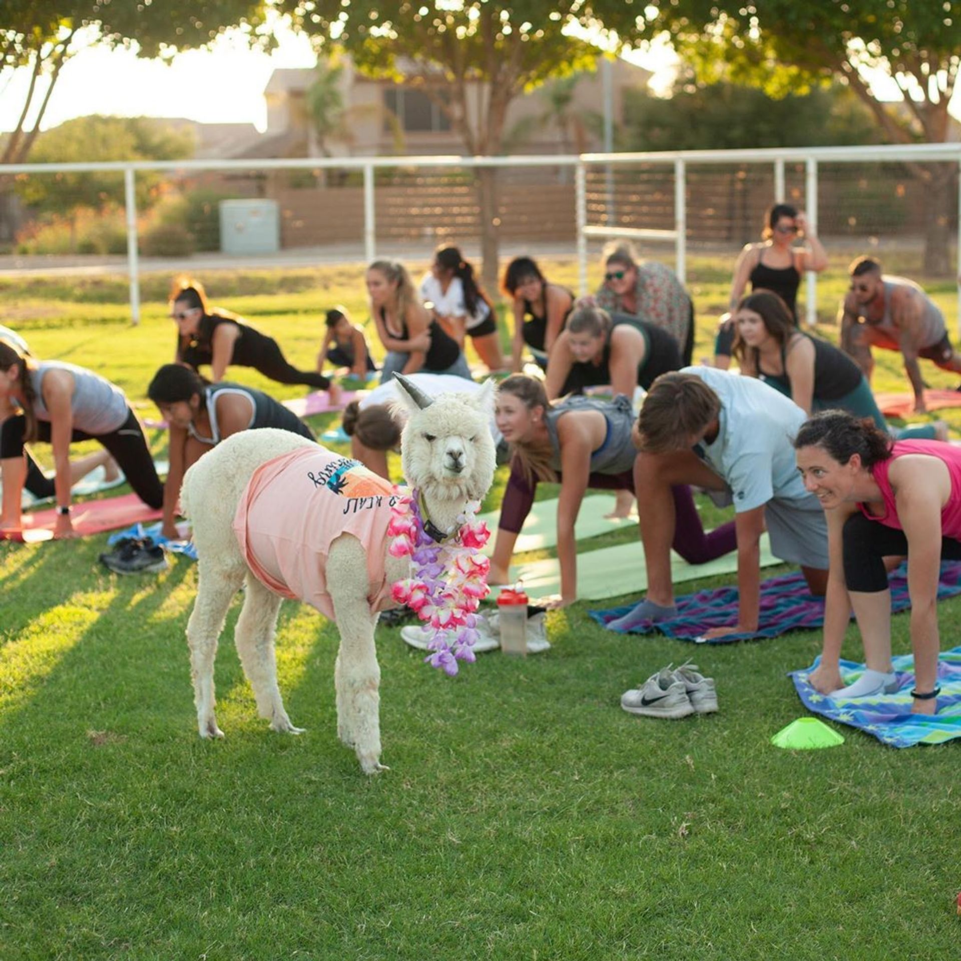 Arizona Goat Yoga: The Original Home of Goat Yoga image 1