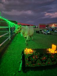 Arizona Goat Yoga: The Original Home of Goat Yoga image 18