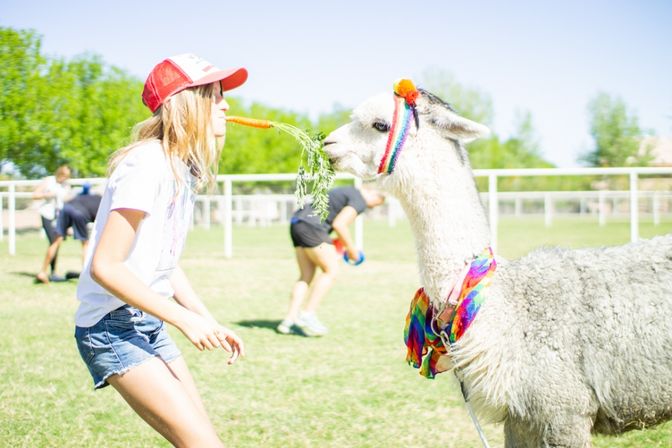 Arizona Goat Yoga: The Original Home of Goat Yoga image 9
