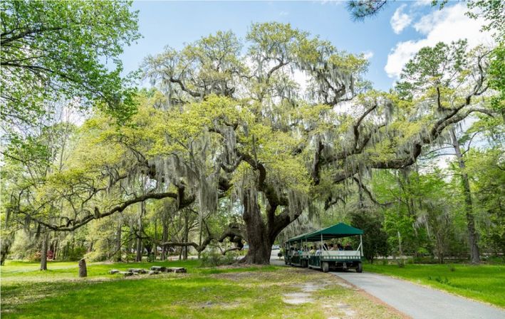 Magnolia Plantation Tour image 3