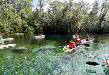 Manatees & Monkeys: Clear Kayak or Paddleboard Tour at Silver Springs image 8