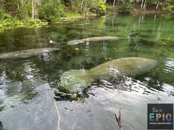 Manatees & Monkeys: Clear Kayak or Paddleboard Tour at Silver Springs image 13