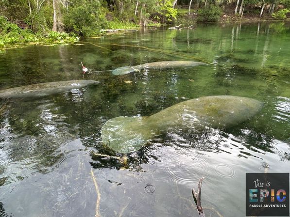 Manatees & Monkeys: Clear Kayak or Paddleboard Tour at Silver Springs image 13