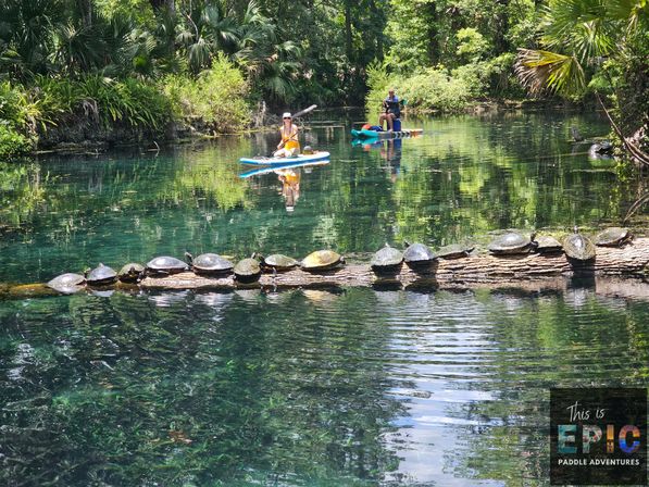 Manatees & Monkeys: Clear Kayak or Paddleboard Tour at Silver Springs image 6