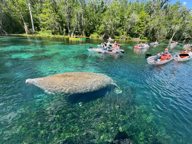 Manatees & Monkeys: Clear Kayak or Paddleboard Tour at Silver Springs image 3