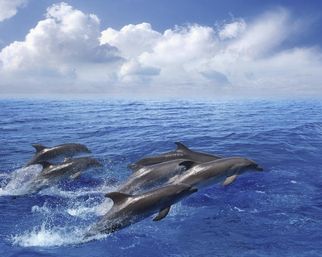 Charter Boat Cruise with Dolphin Viewing & Interaction image