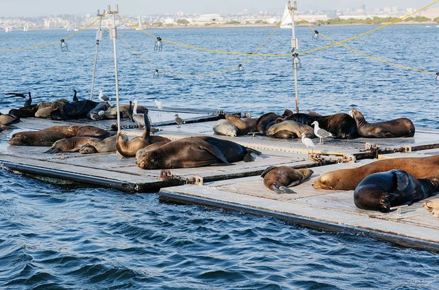 Midday Sailing Adventure: Best Wind, Wildlife & Views on a Catalina 400 image 4