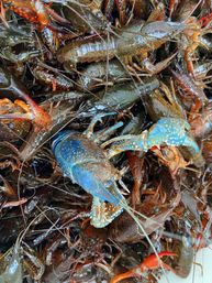 Boils by Brad: Cajun Crawfish Boils for Events & Parties in NOLA image 12